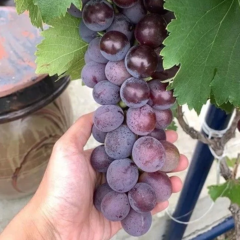 Cây Nho Hạ Đen Không Hạt - cây ăn quả