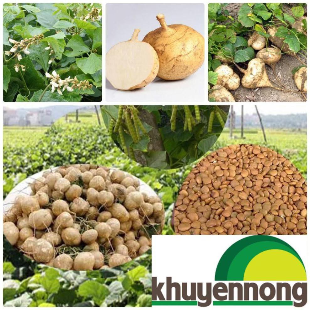 Gói 20 hạt giống củ đậu