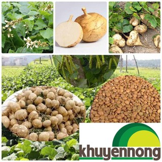 Gói 20 hạt giống củ đậu