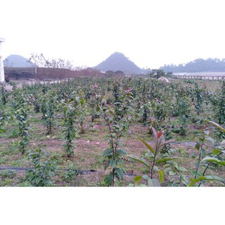 COMBO 10 CÂY XẠ ĐEN HÒA BÌNH ( MUA 20 TẶNG 2 CÂY)