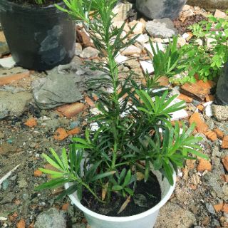Tùng la hán giống 30cm