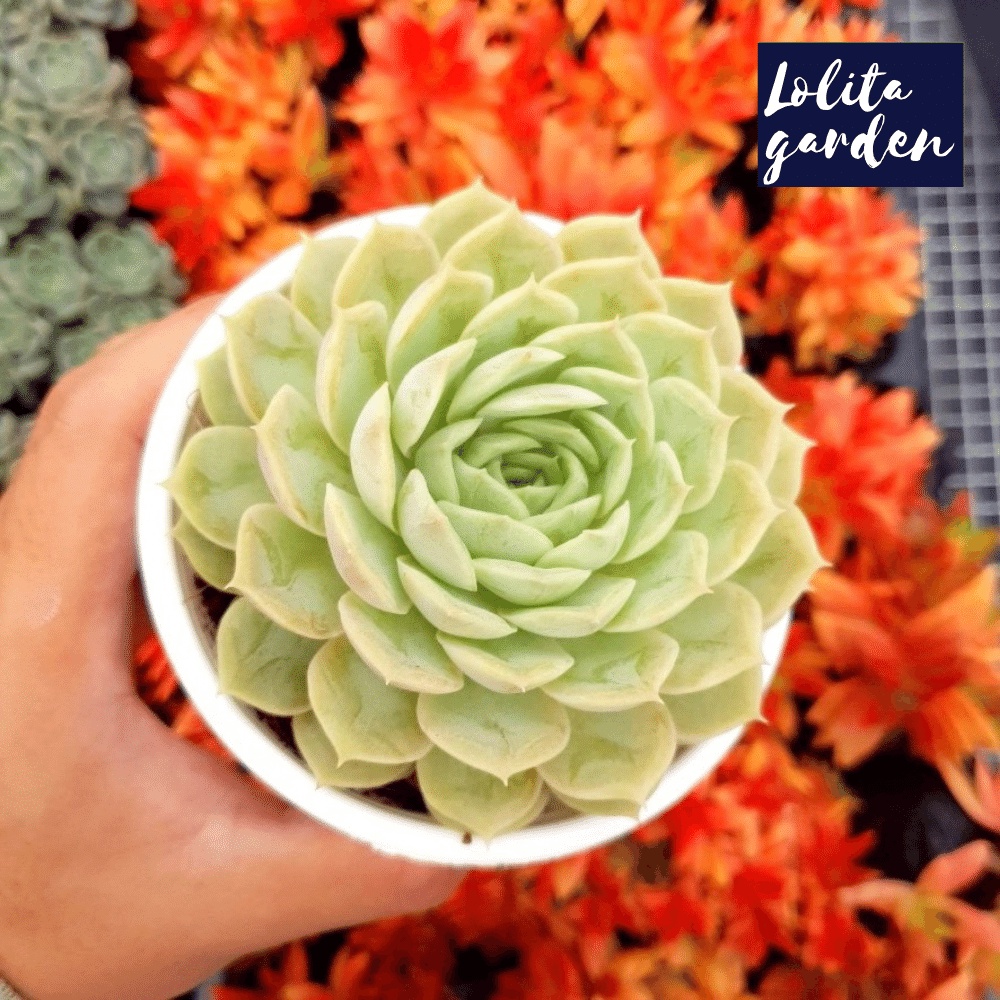 Sen đá ngọc bích Đà Lạt size trung bình cây cảnh trang trí nhà cửa Lolita garden