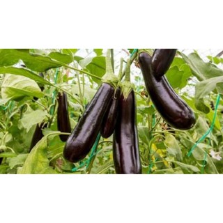 Cà tím Đà lạt xanh, sạch, tươi ngon