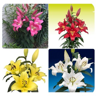 1 củ giống hoa ly cao thơm size 18-20