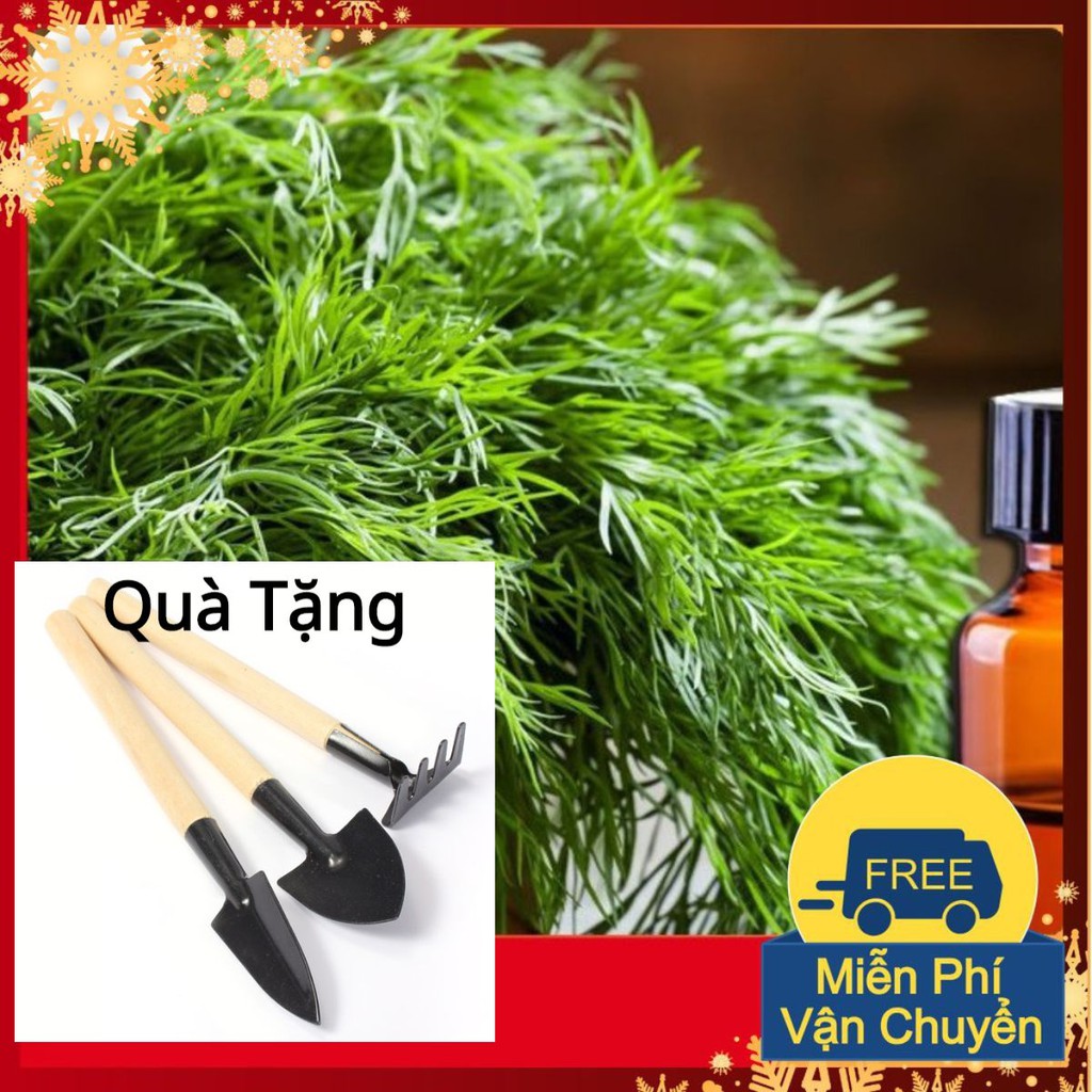 Hạt Giống Thì Là Bốn Mùa Tặng Bộ Dụng Cụ Mini Trồng Cây Tặng Bộ Dụng Cụ Mini Trồng Cây