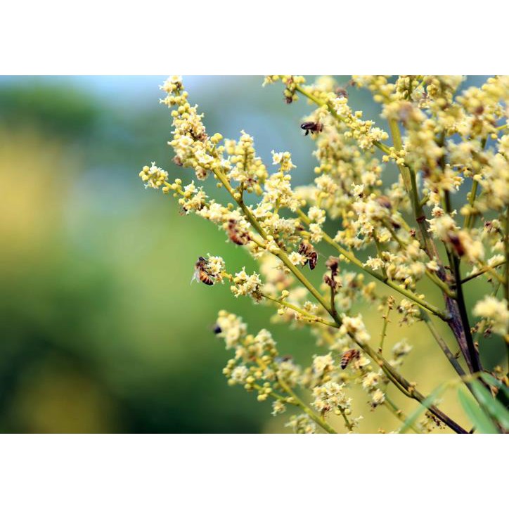 Mật ong nguyên chất hoa Nhãn HONEYLAND 110G