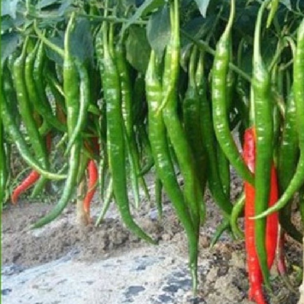 Hạt giống Ớt chỉ địa Hàn Quốc F1 quả 14-18cm 30 hạt/gói