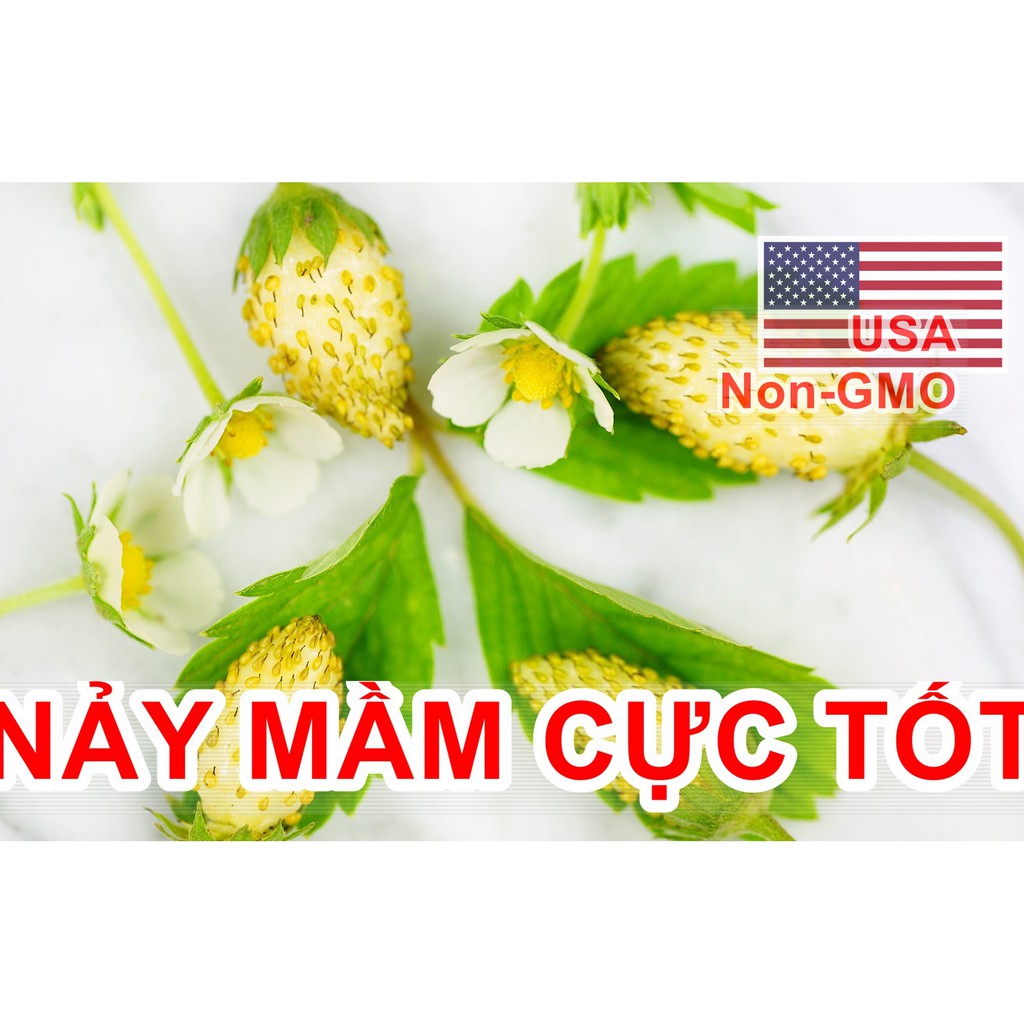 30h Hạt Giống Dâu Tây Trắng Ngọt Vesca (B3.404| A1*W22)