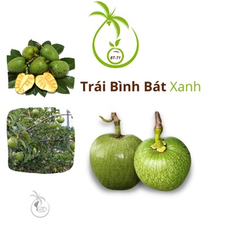 Trái Bình Bát Xanh (1,5kg) | Cây Thân gỗ - Mọc Tự Nhiên - Quả Tươi Xanh Hình Trái Tim - Dược Thảo - Số Lượng 7,8 Quả