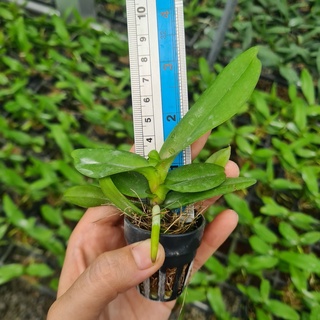 [Siêu Sale] nhạn thái 4n cây giống 12 tháng