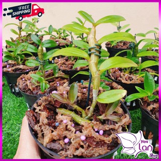 Lan Phi Điệp 🌸SHIP NGUYÊN CHẬU 🌸 Hồng Yên Thủy - Hồng Mỹ Nhân - MInh Châu -  Ắ Hậu [ Hàng Tuyển Chọn ]