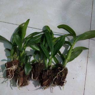 Các loại nắng cây giống