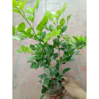 cây Nguyệt quế