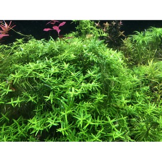 vẫy ốc xanh bò 15k/20 ngọn