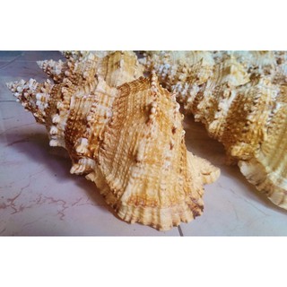 Vỏ tù và gai