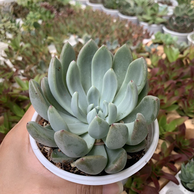 SEN ĐÁ CÚC ĐÁ TO 10cm