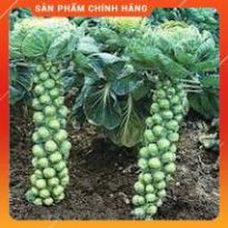 HẠT GIỐNG CẢI BẮP MINI F1 GÓI 10 HẠT.