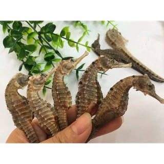 1 cặp cá ngựa [10-12cm]