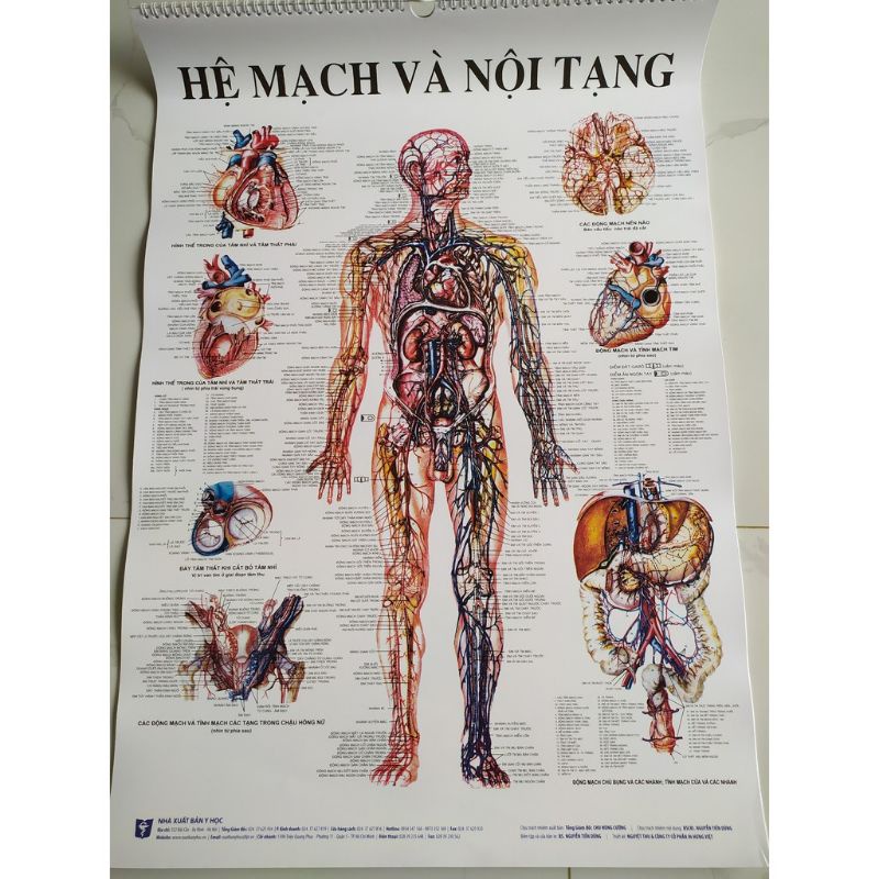 Bộ 13 tranh giải phẫu các hệ cơ quan trong cơ thể con người- hình ảnh sinh động- sắc nét- kích thước mỗi tranh 50cmx70cm