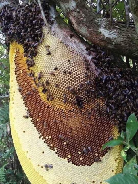 Mật ong rừng nguyên chất(mật ong của ong Khoái rừng) mùa từ 2 lít dc tăng túi tỏi đen nhà làm
