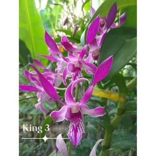 Den Kinh ba