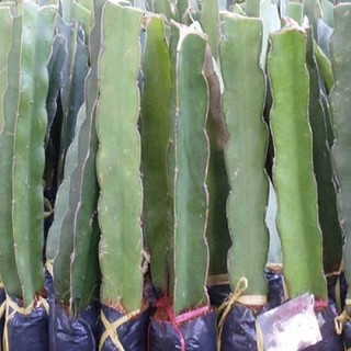 Combo 2 Cây giống thanh long ruột đỏ chuẩn năng suất cao