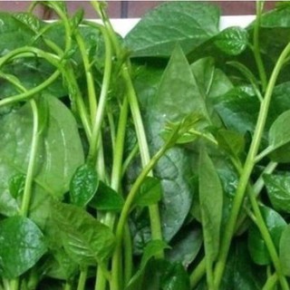 Hạt giống rau mồng tơi xanh lá to ( gói 20gram - STHGT )