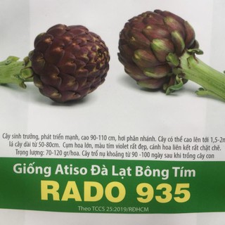 Hạt Giống Atiso Đà Lạt Bông Tím 2gr