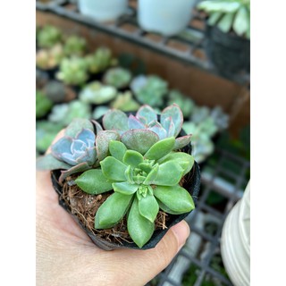 SEN BẦU MIX TỪ 3-4 CÂY