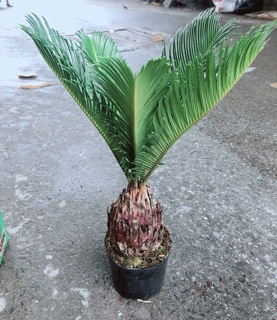 Chậu Vạn Tuế
