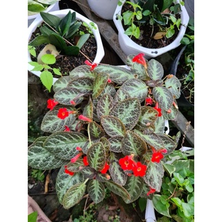 Cây Gấm Tiểu Muội (Cây Ấm Kiếm, Gấm Sứ Muội)