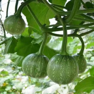 Hạt giống bí đỏ ăn non