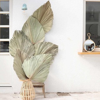 Lá cọ khô decor trang trí xinh