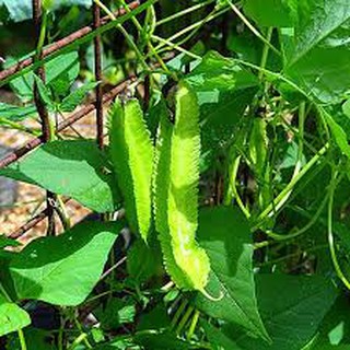 100 HẠT GIỐNG ĐẬU RỒNG
