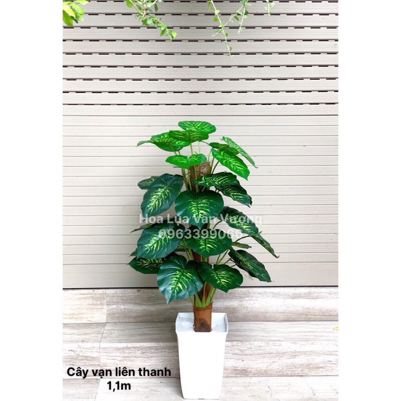 Cây giả - cây trầu bà leo cột cao 1,1M