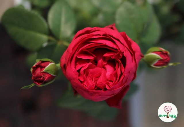 Hồng ngoại red eden