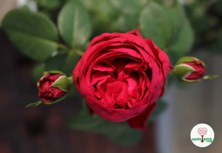 Hồng ngoại red eden