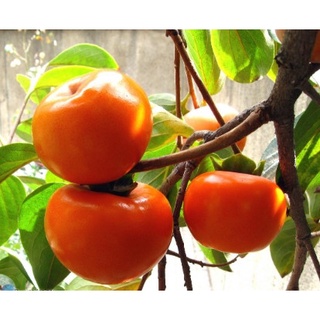 Cây giống hồng giòn