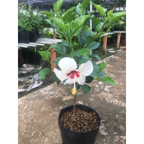 Bụp trắng .