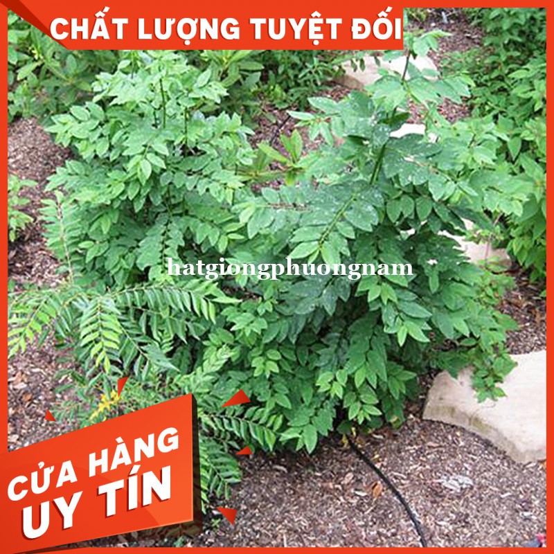 HẠT GIỐNG RAU NGÓT-còn hàng