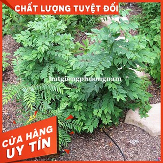 HẠT GIỐNG RAU NGÓT-còn hàng
