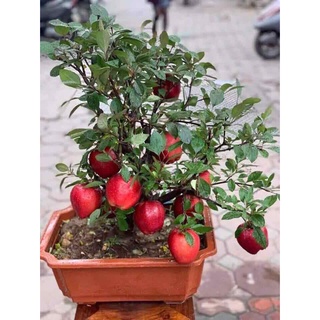 Hạt giống cây táo lùn đỏ kns1297 - gói 10 hạt