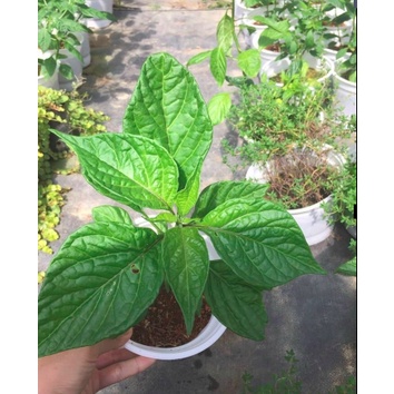 Cây giống ớt Carolina - ớt cay nhất thế giới - Capsicum chinense 'Carolina Reaper' - Trang Flowers