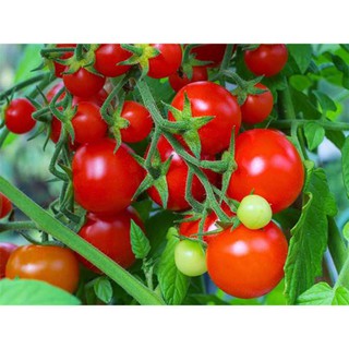 Hạt giống cà chua Phú Nông (PN130052) - 0.1g