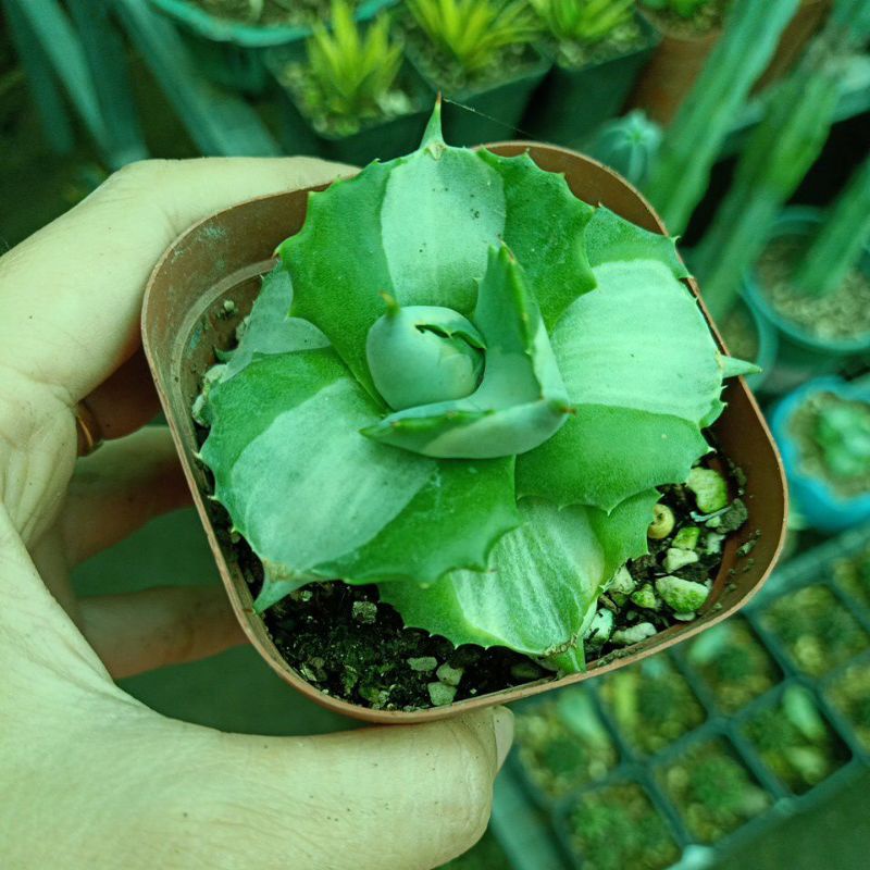 Dứa hoa hồng cây con.