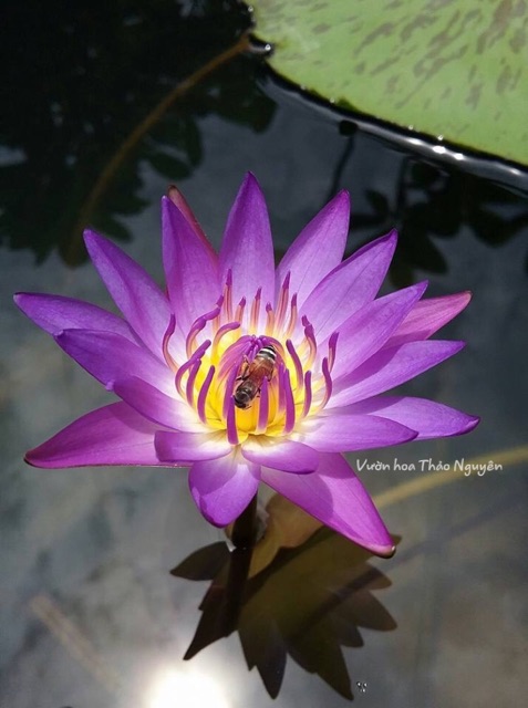 Combo 4 cây Hoa súng Thái Lan