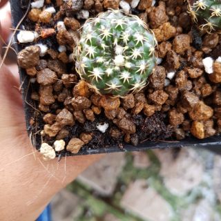 Xương rồng chuột Việt Nam