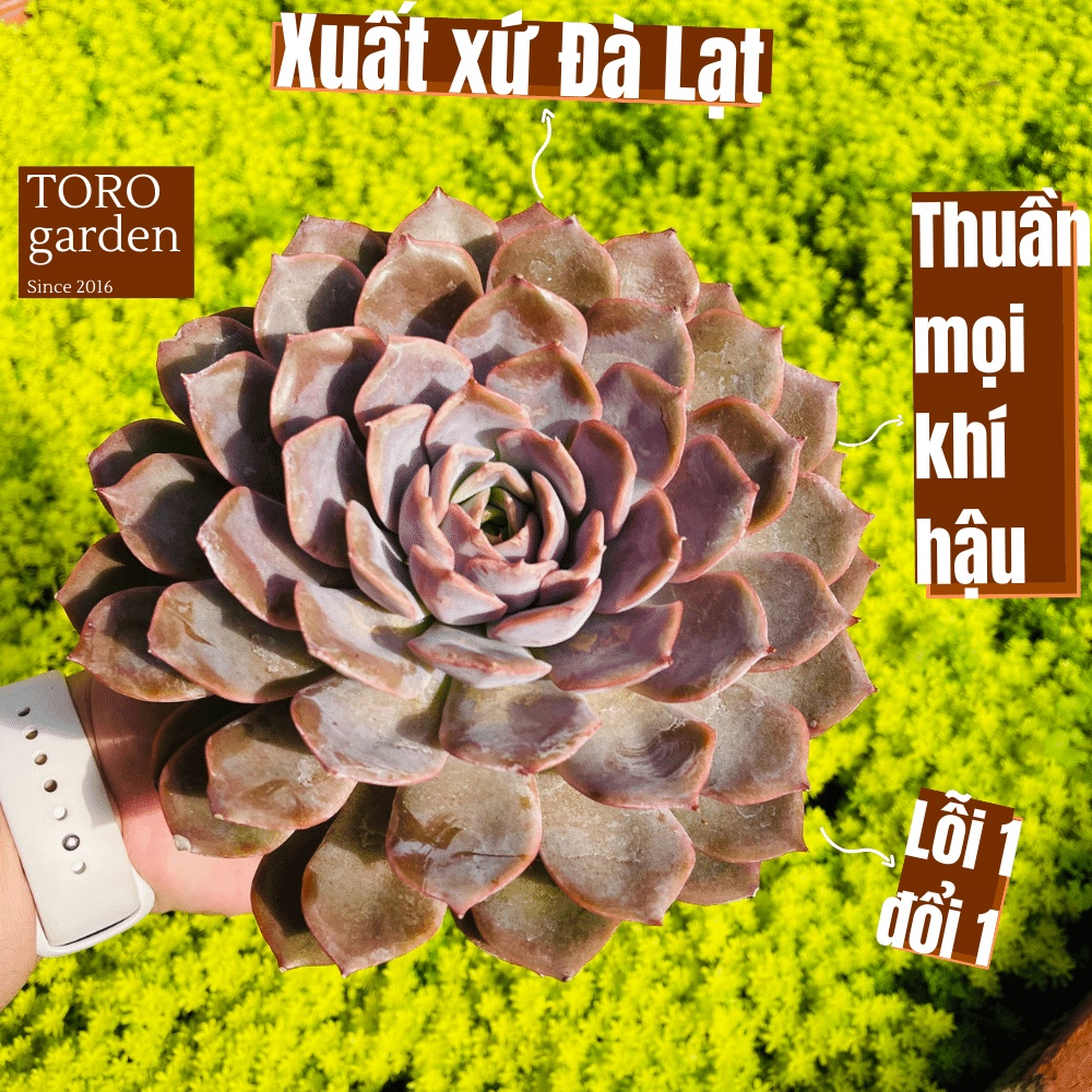 Sen đá hồng cánh cứng Đà Lạt size khổng lồ cây cảnh trang trí nhà cửa Toro garden