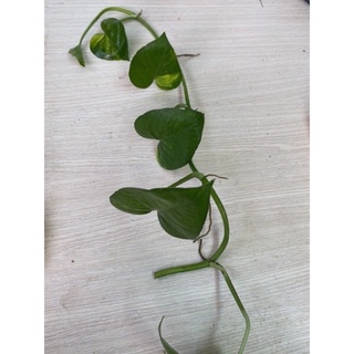 Trầu bà xanh ( vạn niên thanh) trồng thủy sinh