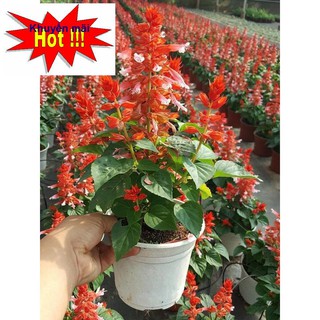 ⚡️HẠT GIỐNG HOA XÁC PHÁO ĐỎ ĐÀ LẠT⚡️ TỈ LỆ NẢY NẦM TRÊN 90% GÓI 50 HẠT TẶNG KÍCH MẦM